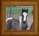 Northern Lights The Texas Gambler ~2020~ Chywoon Remington x Northern Lights Take Me Away - Sold